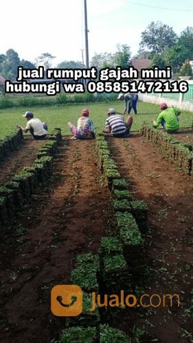 Rumput Gajah Mini Kota Salatiga,Rumput Hijau Siap Tanam