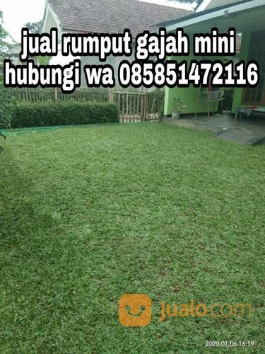Rumput Gajah Mini Kota Salatiga,Rumput Hijau Siap Tanam