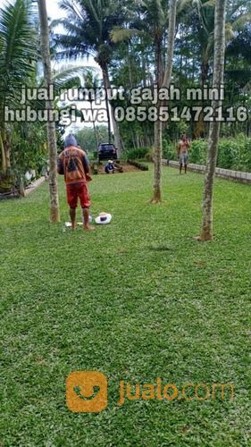 Rumput Gajah Mini Kota Salatiga,Rumput Hijau Siap Tanam