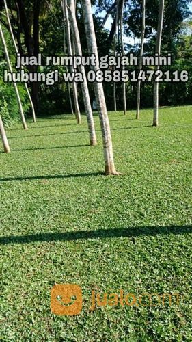 Rumput Gajah Mini Kota Salatiga,Rumput Hijau Siap Tanam
