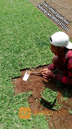 Rumput Gajah Mini Kota Pekalongan,Rumput Jepang Pekalongan