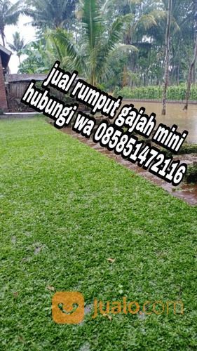 Rumput Gajah Mini Kota Pekalongan,Rumput Jepang Pekalongan