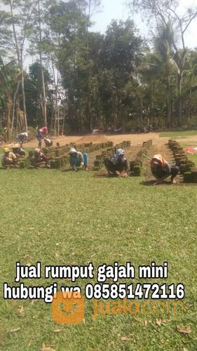 Rumput Gajah Mini Kota Pekalongan,Rumput Jepang Pekalongan