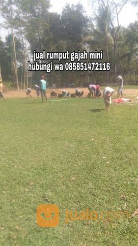 Rumput Gajah Mini Kota Pekalongan,Rumput Jepang Pekalongan