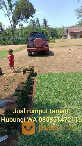 Rumput Gajah Mini Pemalang,Rumput Siap Tanam Harga Murah