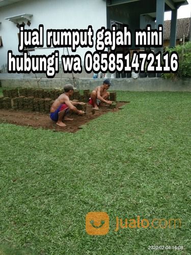 Rumput Gajah Mini Pemalang,Rumput Siap Tanam Harga Murah