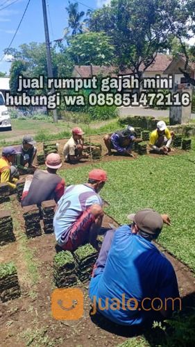 Rumput Gajah Mini Pemalang,Rumput Siap Tanam Harga Murah