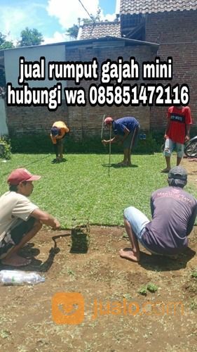 Rumput Gajah Mini Pemalang,Rumput Siap Tanam Harga Murah