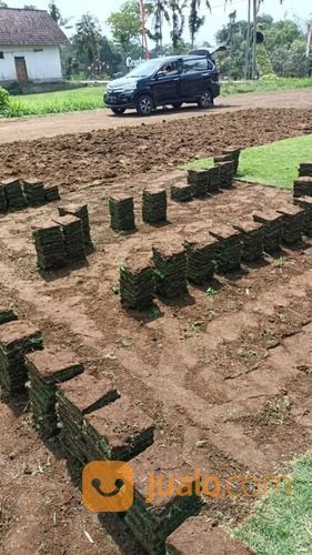 Rumput Jepang Karanganyar,Rumput Taman Hias Dari Petani Malang