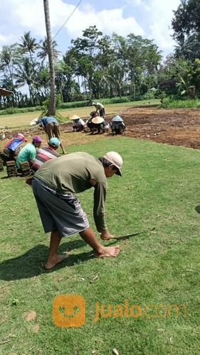 Rumput Jepang Karanganyar,Rumput Taman Hias Dari Petani Malang