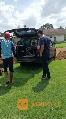 Rumput Jepang Karanganyar,Rumput Taman Hias Dari Petani Malang