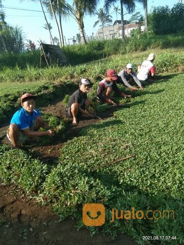 Rumput Jepang Karanganyar,Rumput Taman Hias Dari Petani Malang