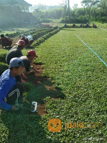 Rumput Jepang Karanganyar,Rumput Taman Hias Dari Petani Malang