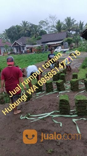 Rumput Golf Jepara,Rumput Siap Kirim Dan Tanam