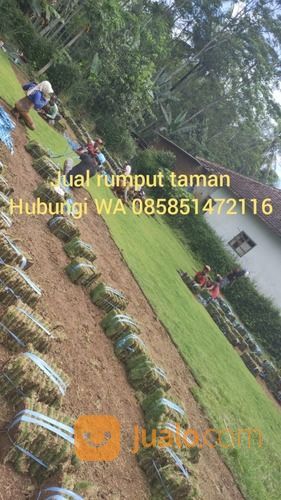 Rumput Golf Jepara,Rumput Siap Kirim Dan Tanam
