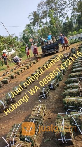 Rumput Golf Jepara,Rumput Siap Kirim Dan Tanam