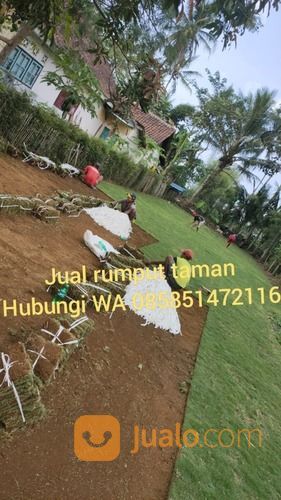 Rumput Golf Jepara,Rumput Siap Kirim Dan Tanam