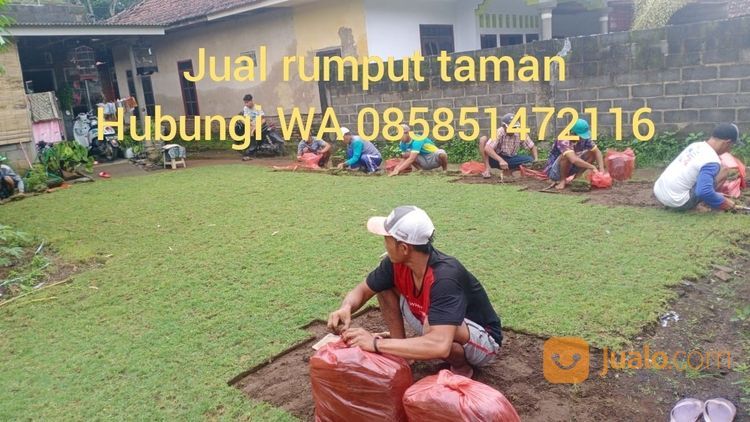 Rumput Golf Jepara,Rumput Siap Kirim Dan Tanam
