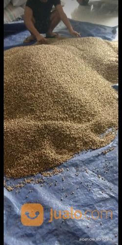 Harga Kapulaga Kering Terbaru Harga Grosir Bisa Nego