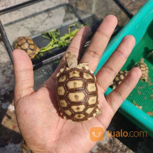 Kura Kura Sulcata Baby