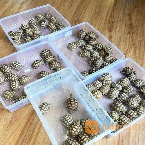 Kura Kura Sulcata Baby