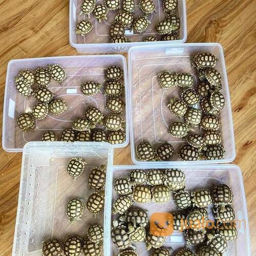 Kura Kura Sulcata Baby