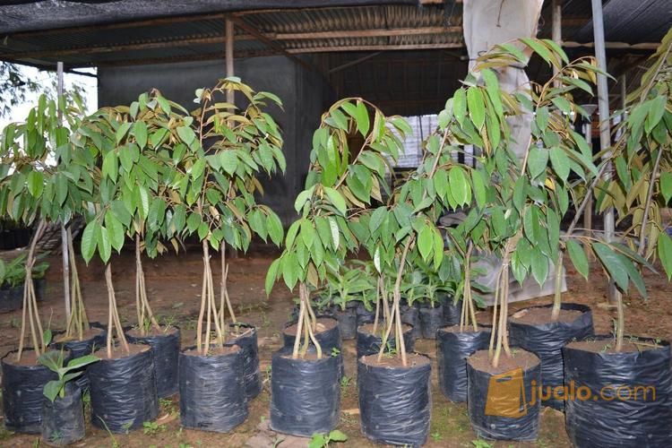 Bibit Durian Bawor Kaki 4 | Bibit Durian Bawor Siap Kirim Ke Bogor, Malang, Jogja