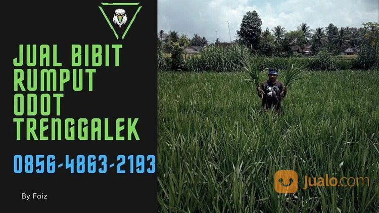 Suket Pakan Kambing Panggul Trenggalek