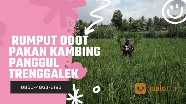 Suket Gajah Pakan Sapi Panggul Trenggalek