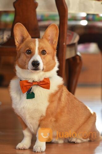 Penitipan Anjing Di Surabaya