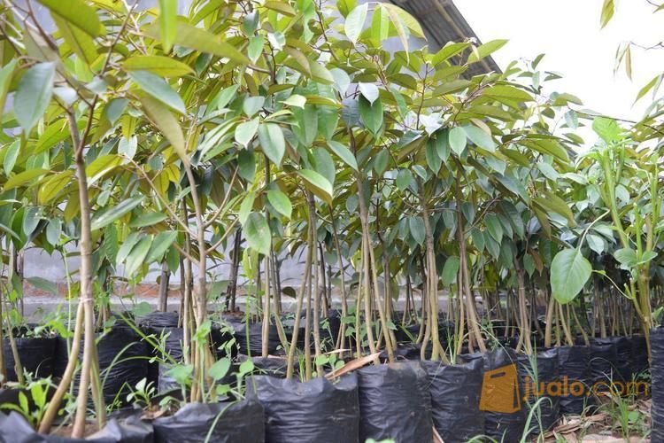 Bibit Durian Bawor Kaki 4 | Bibit Durian Bawor Siap Kirim Ke Bogor, Malang, Jogja