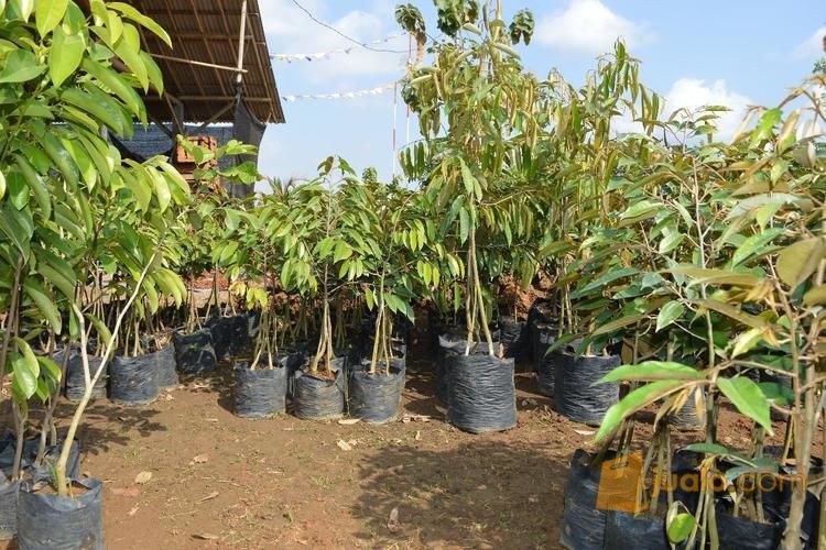 Bibit Durian Bawor Kaki 4 | Bibit Durian Bawor Siap Kirim Ke Bogor, Malang, Jogja