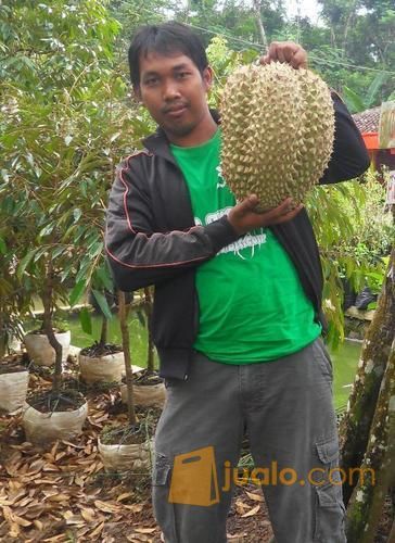 Bibit Durian Bawor Kaki 4 | Bibit Durian Bawor Siap Kirim Ke Bogor, Malang, Jogja