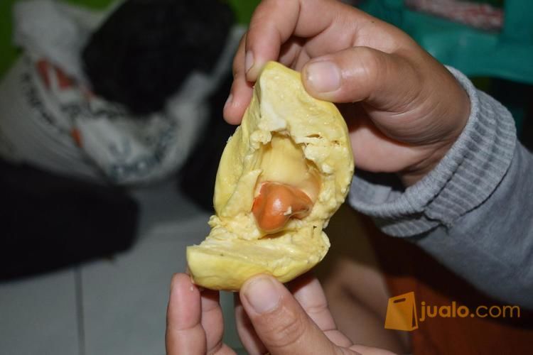 Bibit Durian Bawor Kaki 4 | Bibit Durian Bawor Siap Kirim Ke Bogor, Malang, Jogja