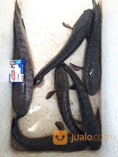 Ikan Gabus Jumbo Cocok Buat Indukan