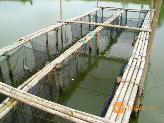 Waring Ikan Untuk Keramba Harga Termurah
