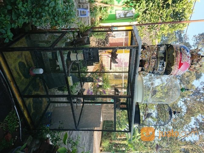 Peternak Perkutut Bangkok Boja Kendal Jateng