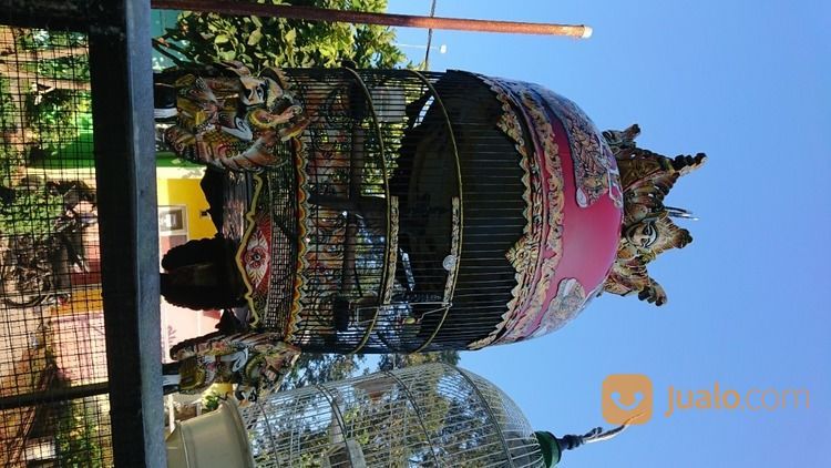 Peternak Perkutut Bangkok Boja Kendal Jateng