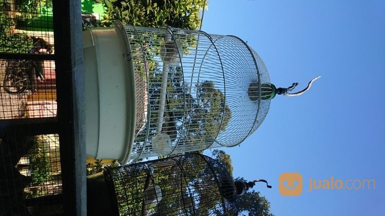 Peternak Perkutut Bangkok Boja Kendal Jateng