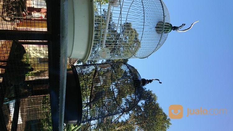 Peternak Perkutut Bangkok Boja Kendal Jateng