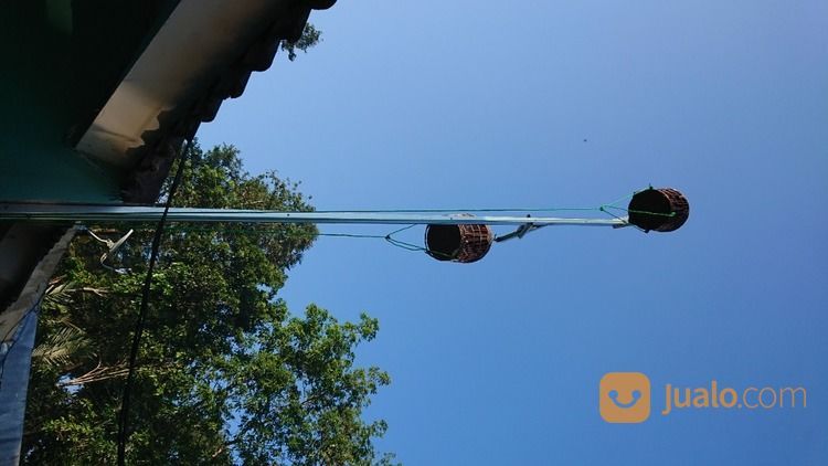 Peternak Perkutut Bangkok Boja Kendal Jateng