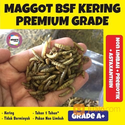 Maggot Kering Premium Pakan Koi 1Kg