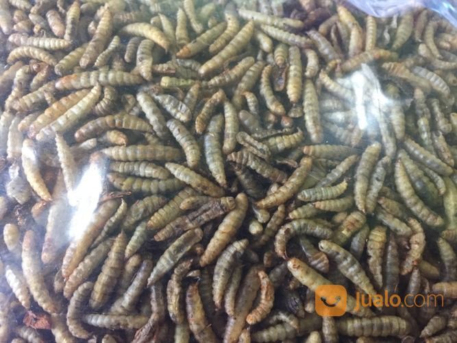 Maggot Kering Premium Pakan Koi 1Kg