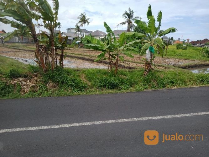 Tanah 31,7 Are, Jl. Raya Tengah I, Umalas Tegal Cupek Kerobokan