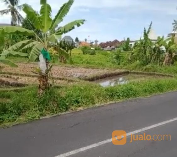 Tanah 31,7 Are, Jl. Raya Tengah I, Umalas Tegal Cupek Kerobokan