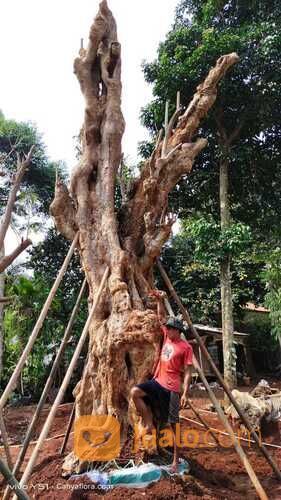 POHON PULE FOSIL BIG SIZE LINGKAR 3 - 4 METER