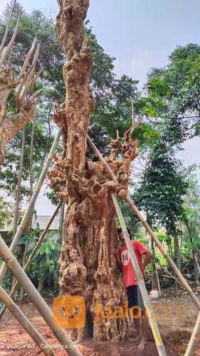 POHON PULE FOSIL BIG SIZE LINGKAR 3 - 4 METER