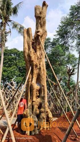 POHON PULE FOSIL BIG SIZE LINGKAR 3 - 4 METER