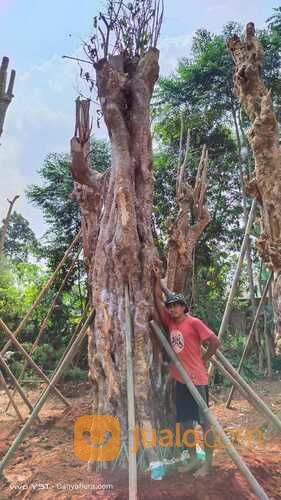 POHON PULE FOSIL BIG SIZE LINGKAR 3 - 4 METER