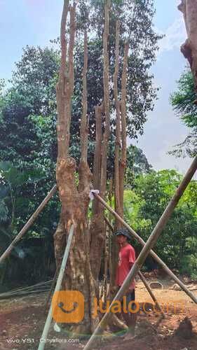 POHON PULE FOSIL BIG SIZE LINGKAR 3 - 4 METER